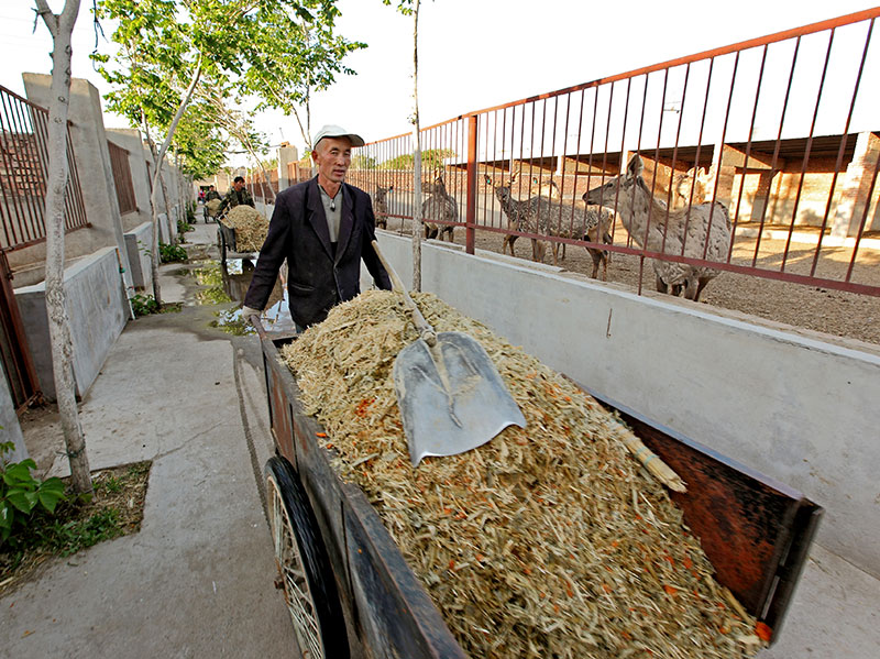 新疆昌吉盛華商貿(mào)鹿舍飼養(yǎng)